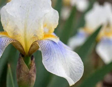 fiori per nascita
