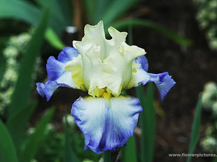 fiori per nascita
