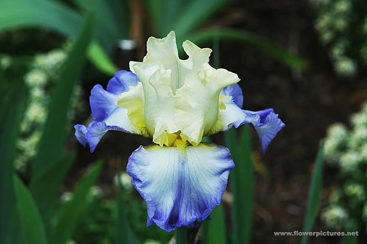 fiori per nascita