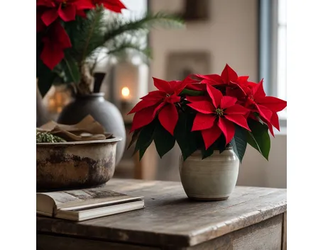 fiori per natale-4