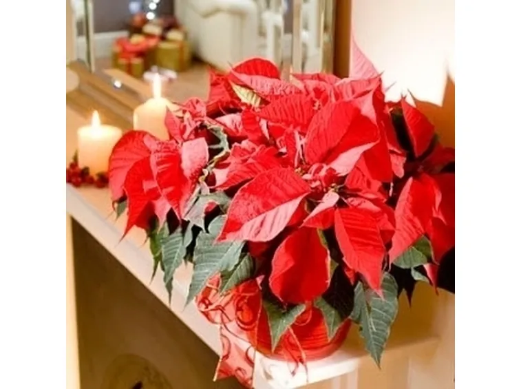 fiori per natale-4
