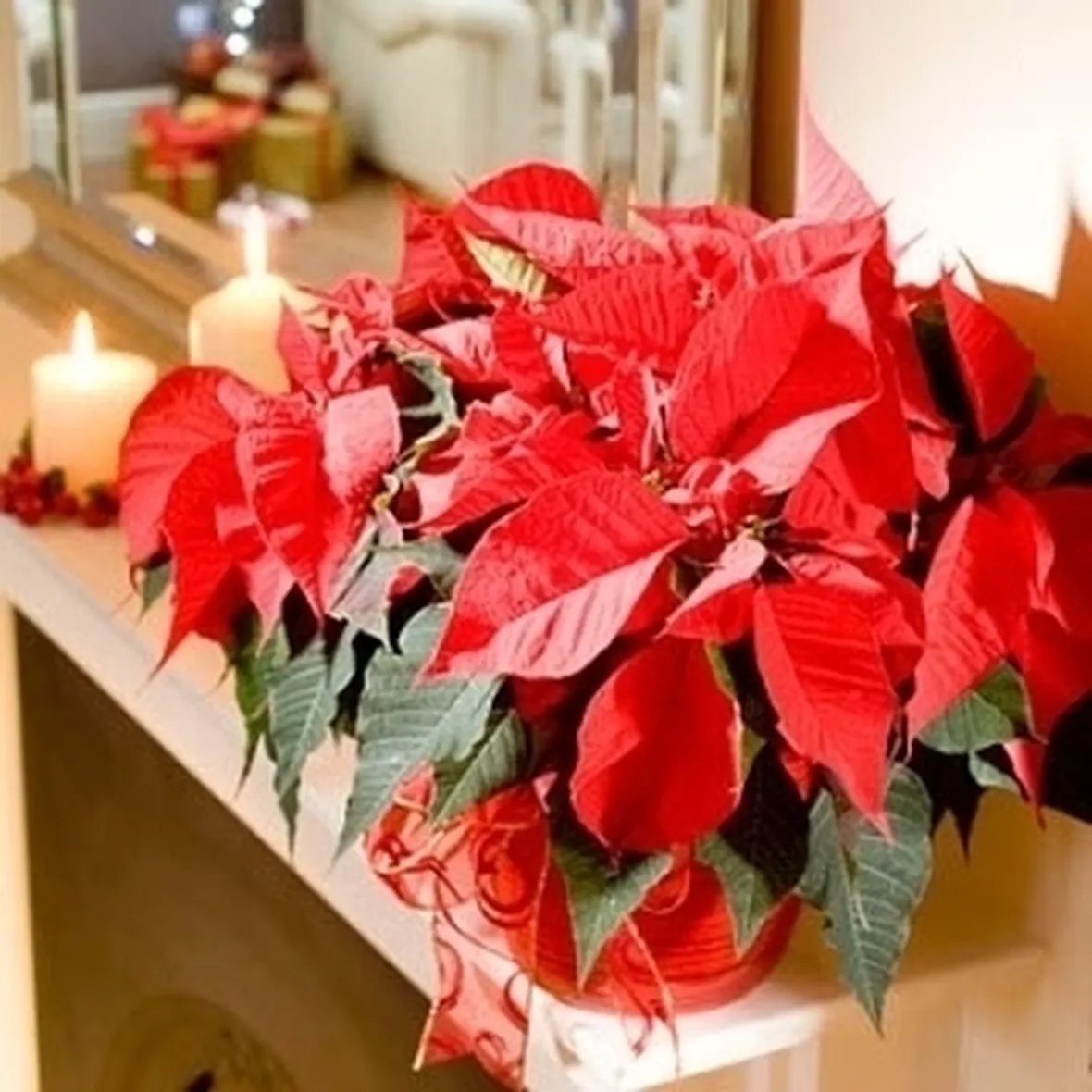 fiori per natale-4