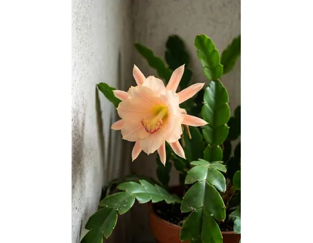 fiori per natale-7