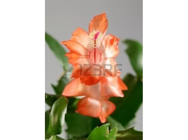 fiori per natale-7