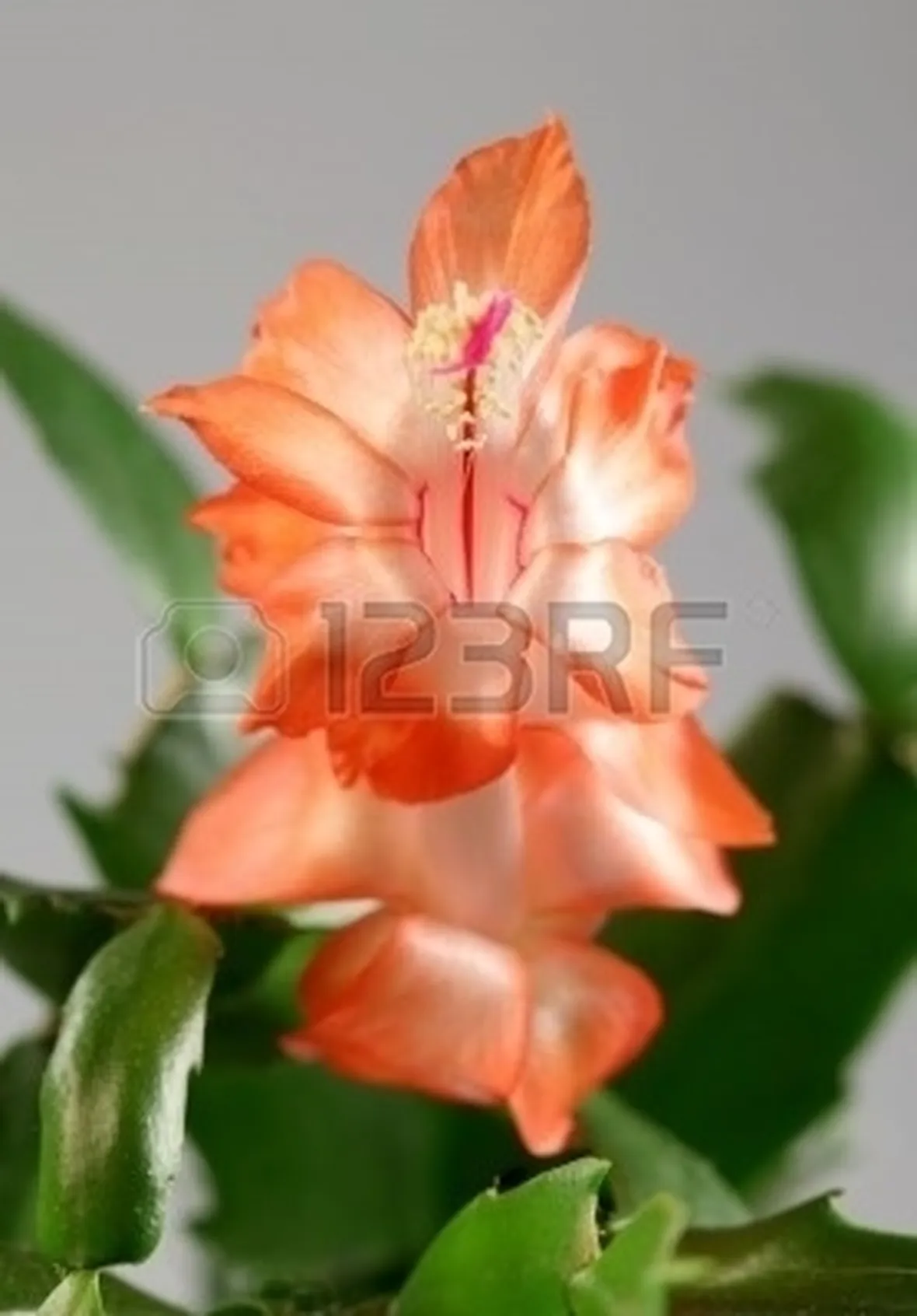 fiori per natale-7
