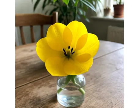 fiori per natale buon anno-2