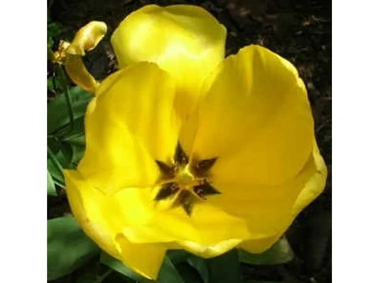 fiori per natale buon anno-2