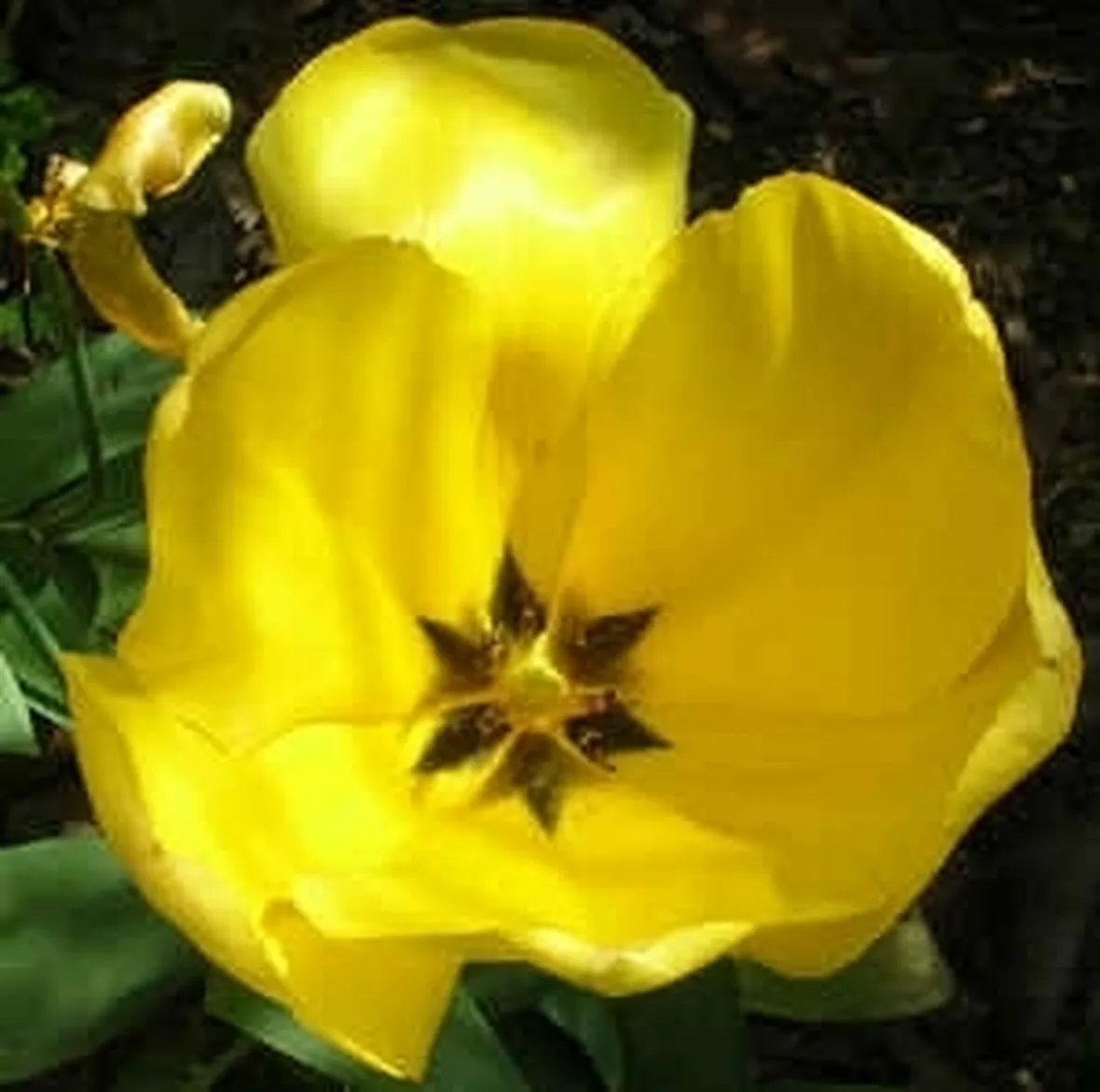 fiori per natale buon anno-2