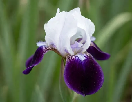 fiori per natale buon anno-4