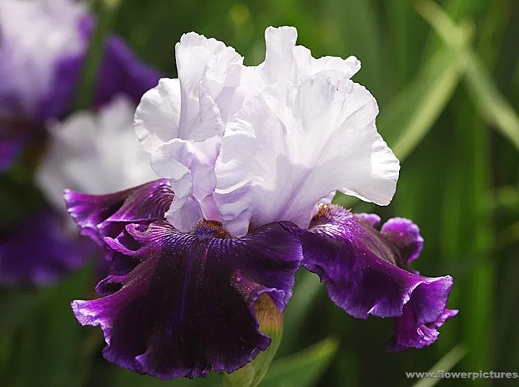 fiori per natale buon anno-4