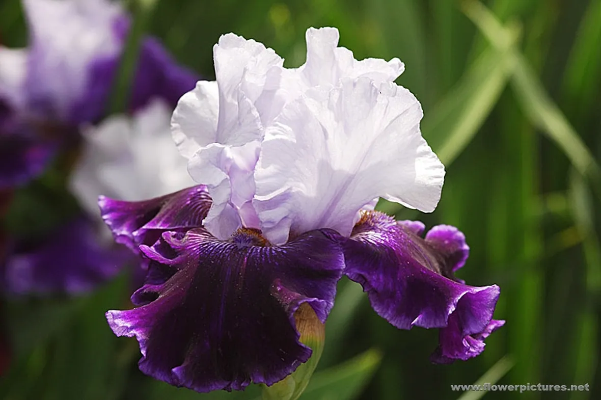 fiori per natale buon anno-4