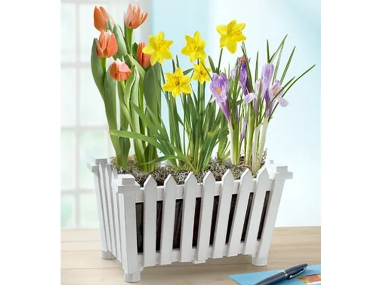 fiori per natale buon anno
