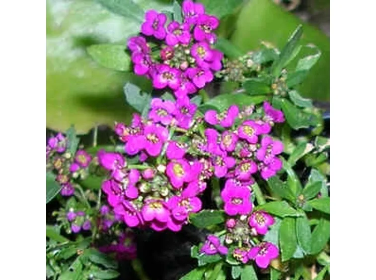 fiori per nozze-3