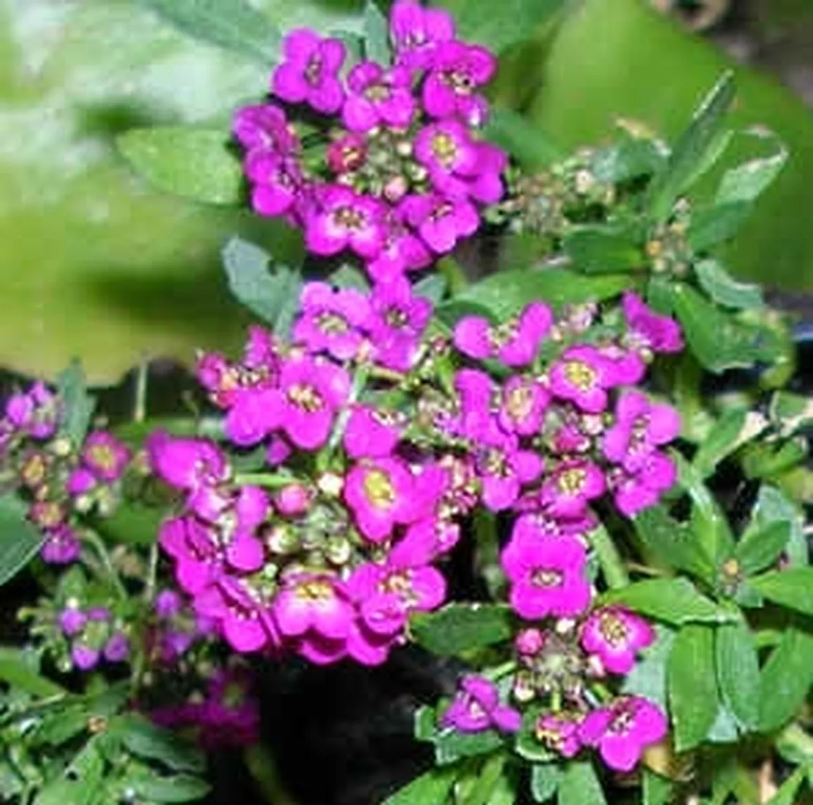 fiori per nozze-3