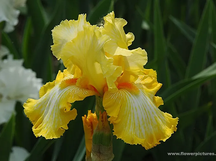 fiori per nozze-4