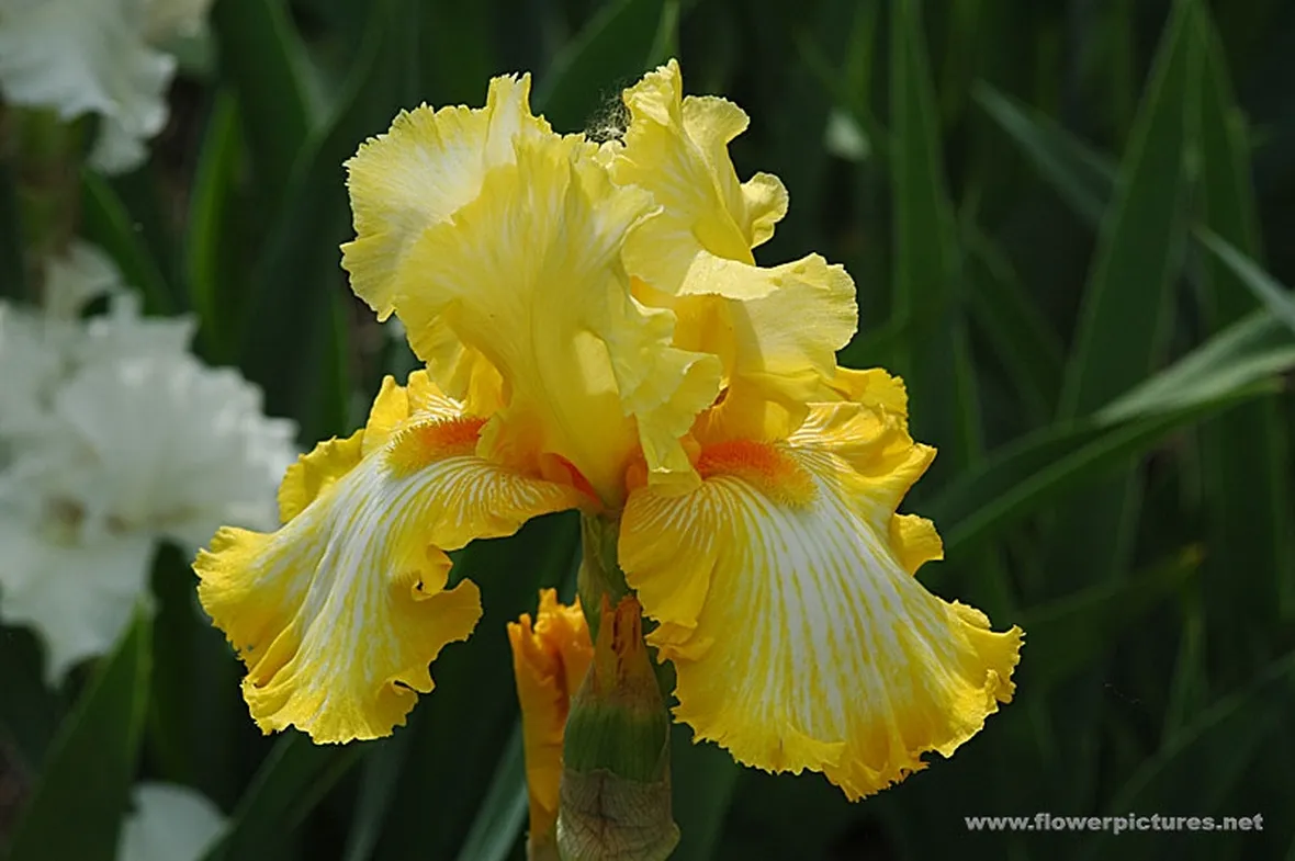 fiori per nozze-4