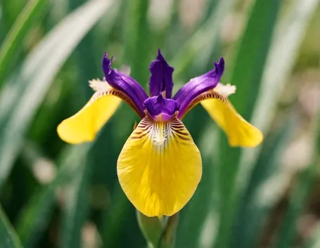 fiori per nozze argento-oro-1