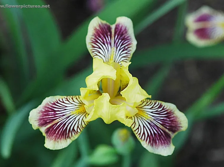 fiori per nozze argento-oro-1