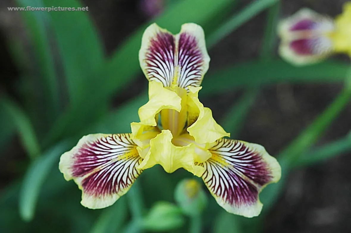 fiori per nozze argento-oro-1