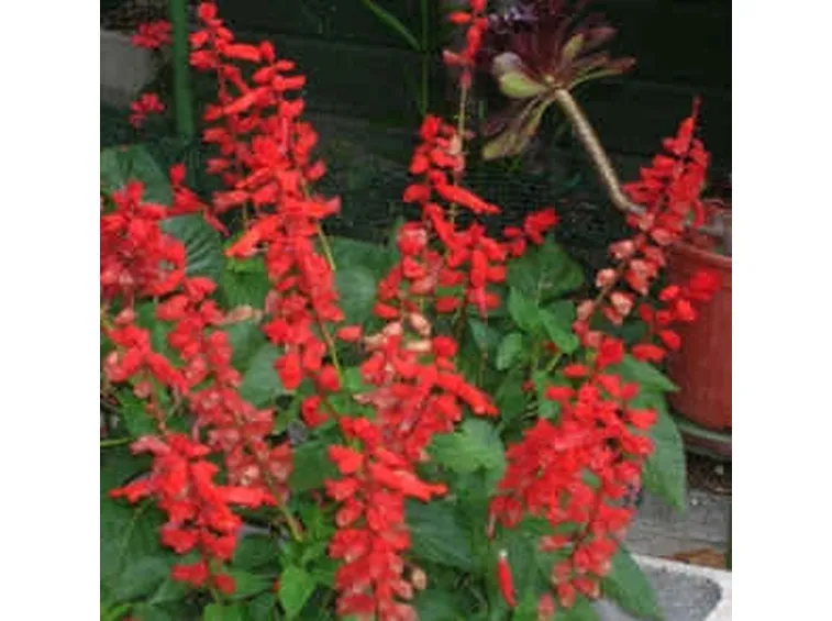 fiori per nozze argento-oro-4