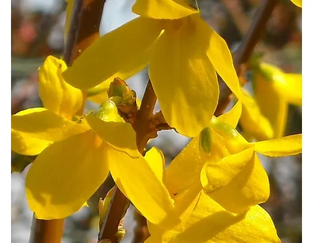 fiori per nozze argento-oro