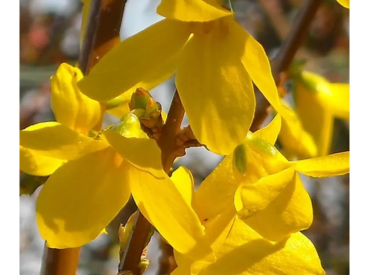 fiori per nozze argento-oro