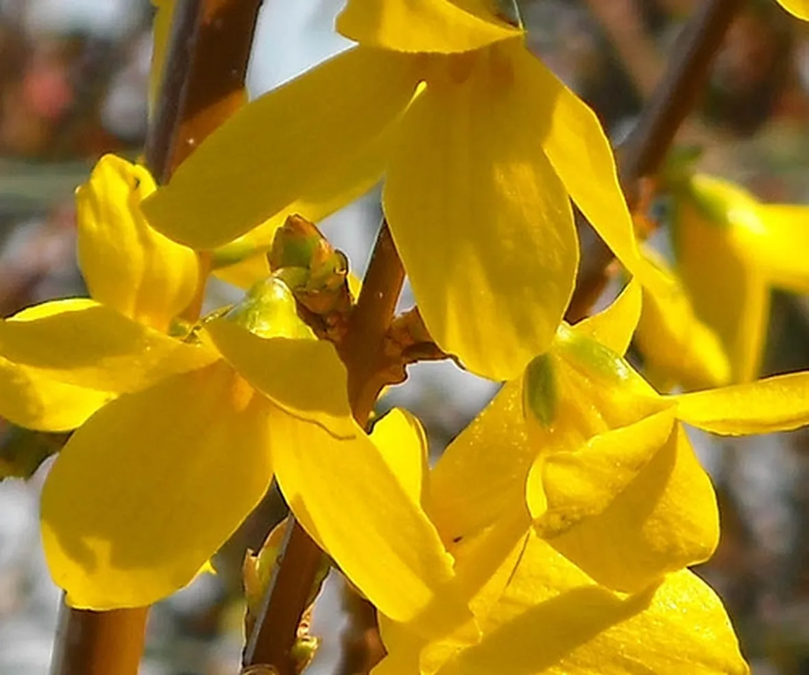 fiori per nozze argento-oro