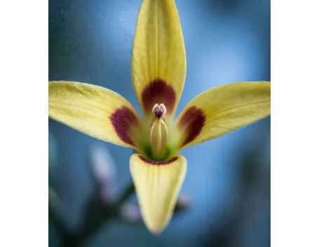 fiori per onomastico-1