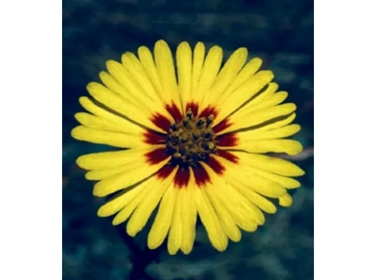 fiori per onomastico-1
