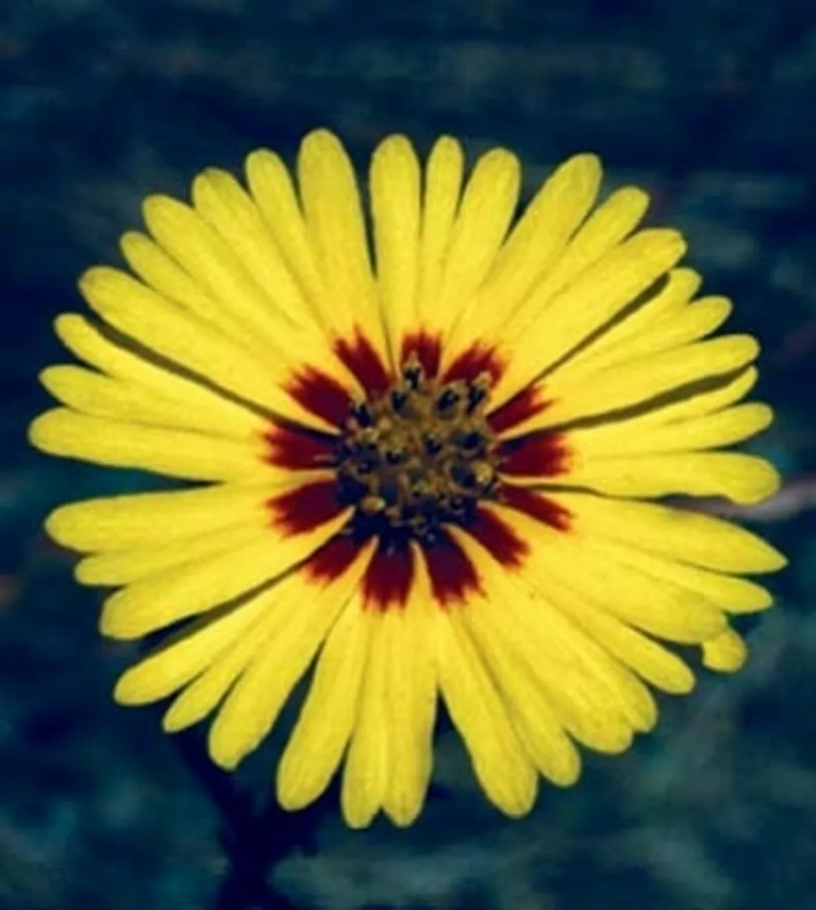 fiori per onomastico-1