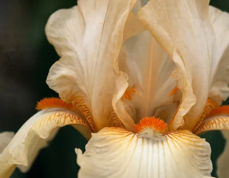 fiori per onomastico-2