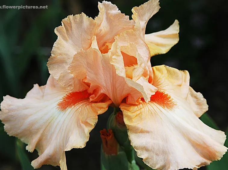 fiori per onomastico-2