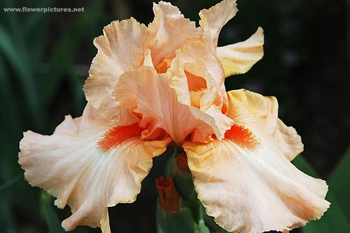 fiori per onomastico-2