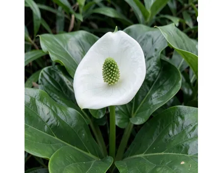 fiori per onomastico-4