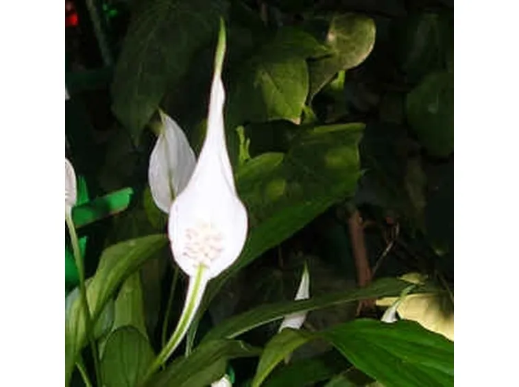 fiori per onomastico-4