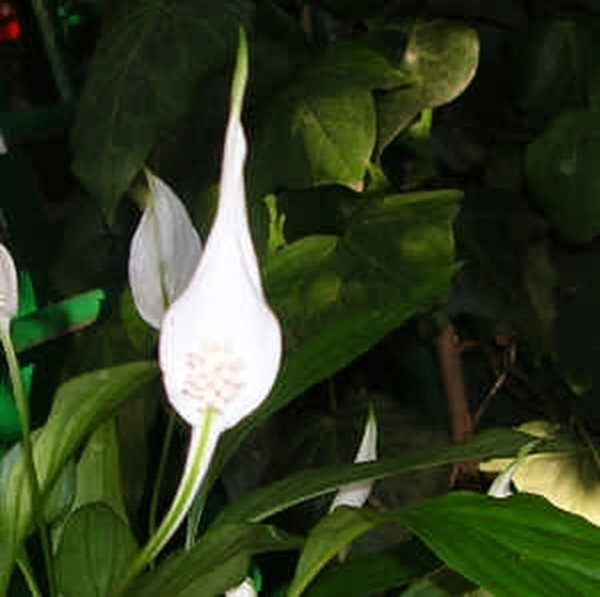 fiori per onomastico-4