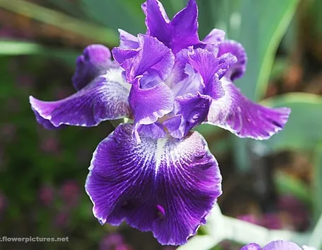 fiori per regalo-4