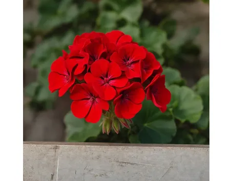 fiori per regalo