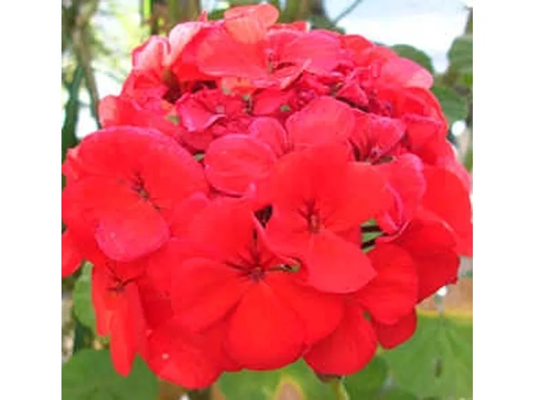 fiori per regalo