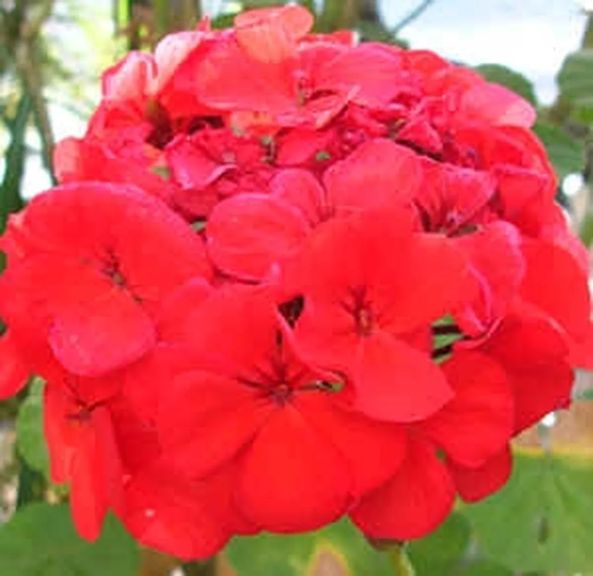 fiori per regalo