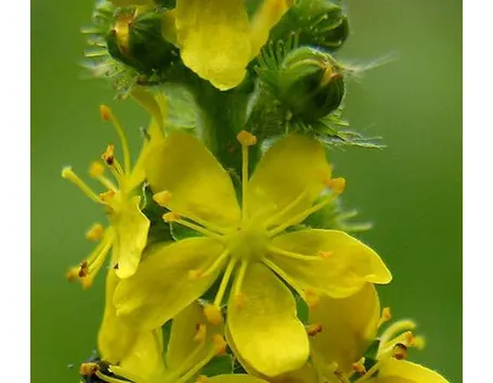 fiori per ringraziamenti-2