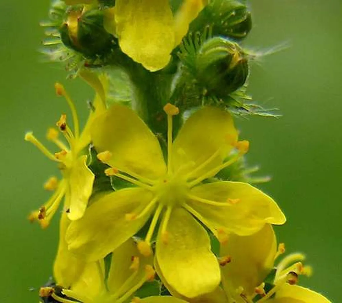 fiori per ringraziamenti-2