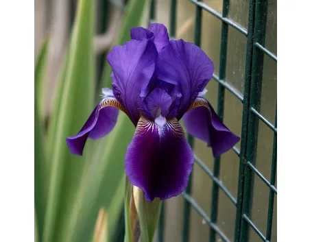 fiori per ringraziamenti-4