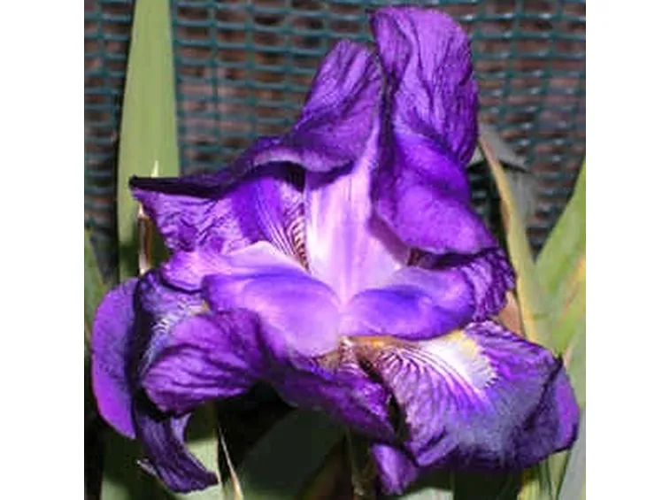 fiori per ringraziamenti-4