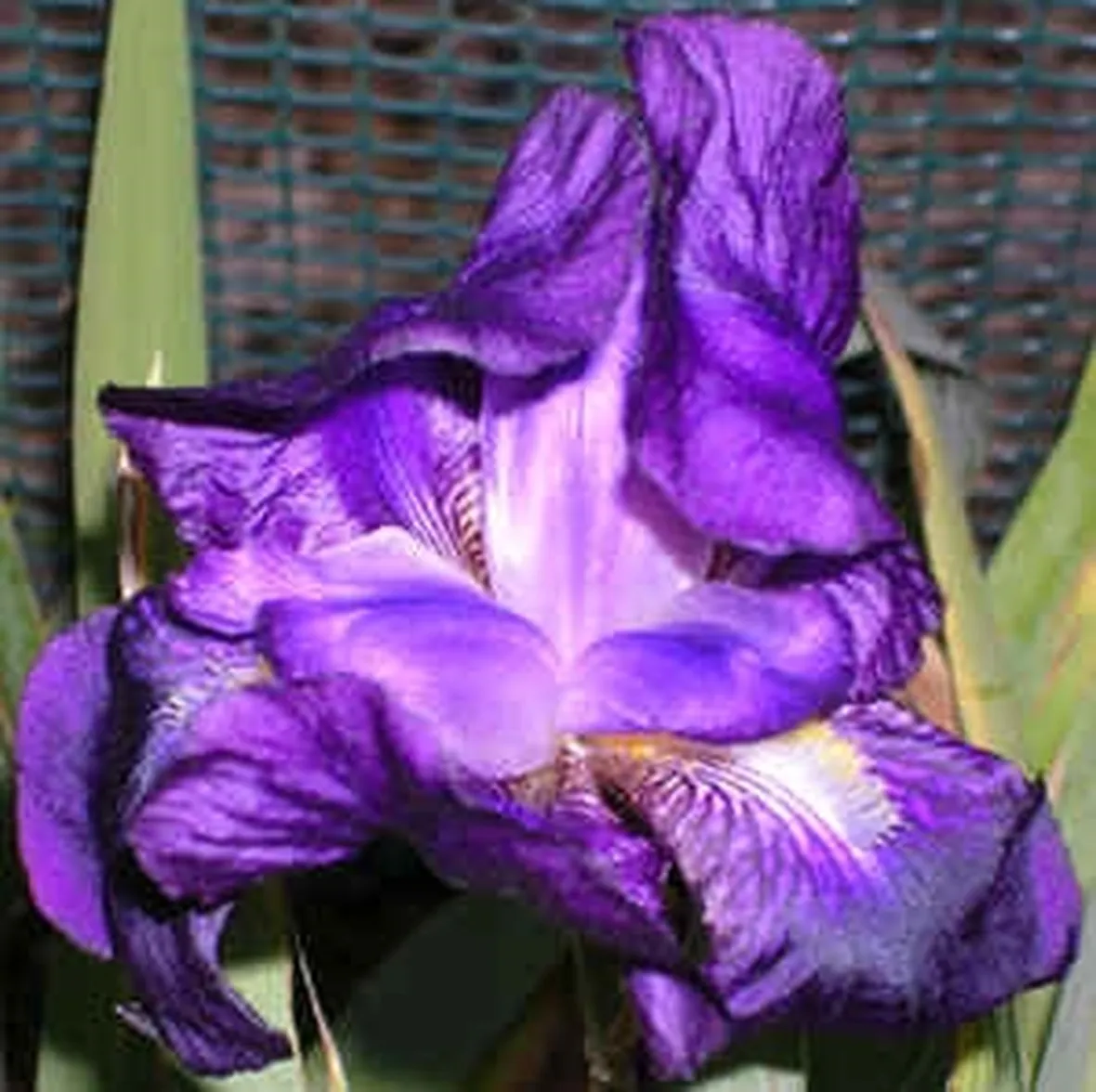 fiori per ringraziamenti-4