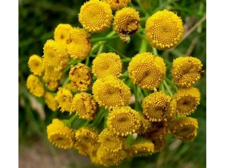 Fiori per ringraziamenti, laurea o comunioni e cresime