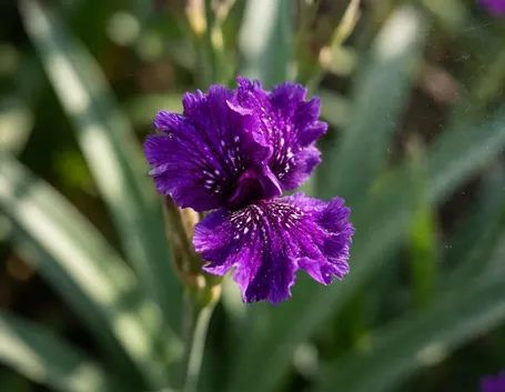 fiori per ringraziamenti