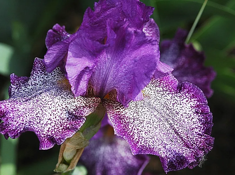 fiori per ringraziamenti