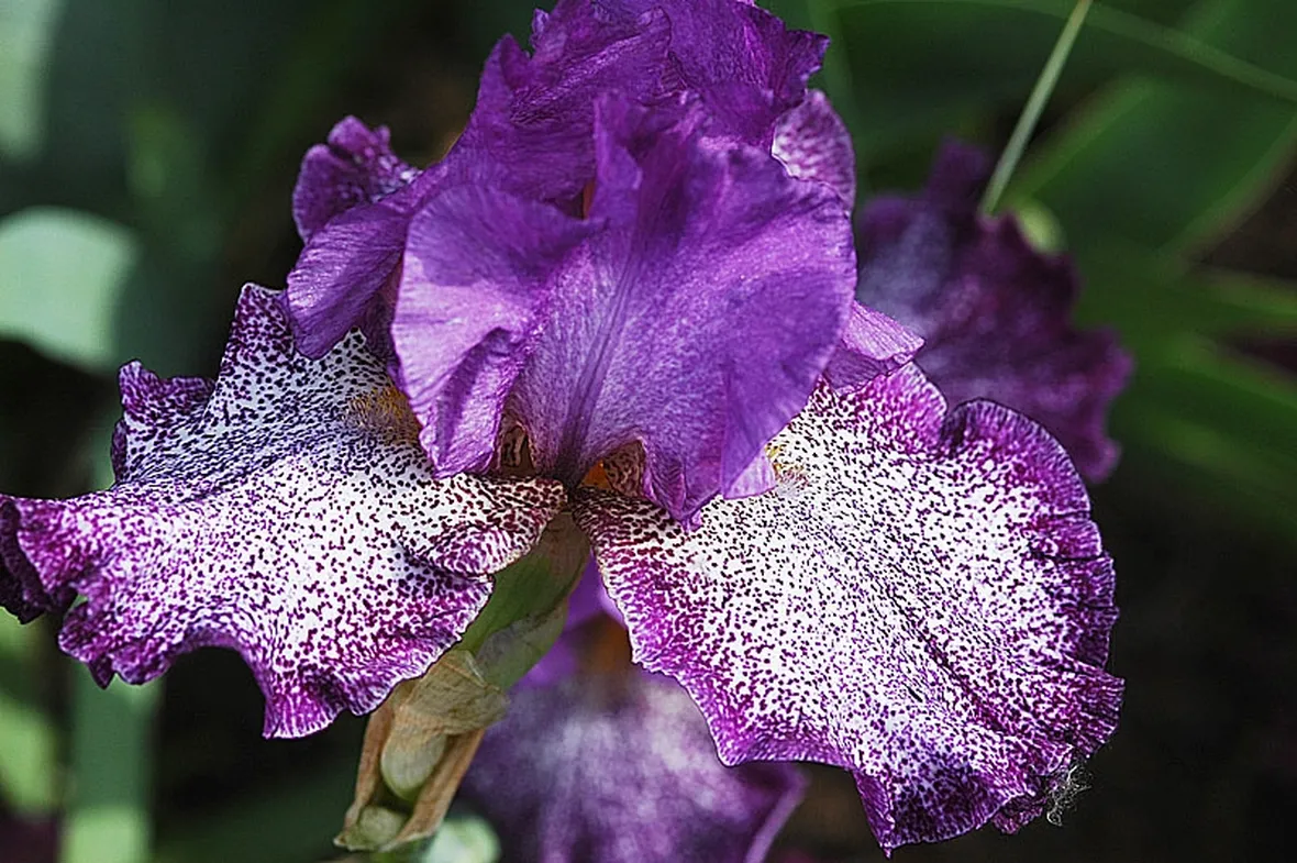fiori per ringraziamenti