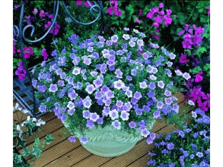 fiori per terrazzo